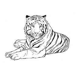 Disegno Tigre sdraiata di fronte da colorare