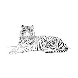 Disegno Tigre sdraiata che guarda avanti da colorare
