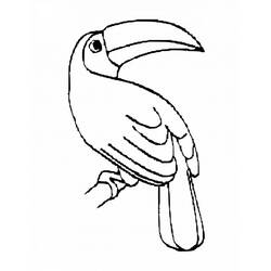 Disegno Tucano appollaiato su un ramo da colorare Disegno Tucano appollaiato su un ramo da colorare