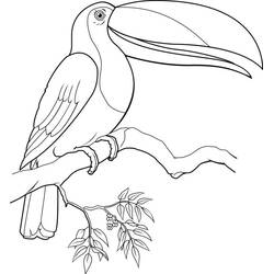 Disegno Tucano appollaiato su un ramo con foglie da colorare Disegno Tucano appollaiato su un ramo con foglie da colorare
