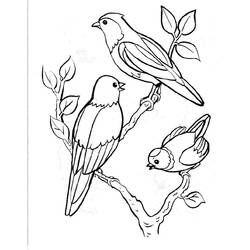 Disegno Tre uccelli posati su rami da colorare