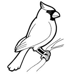 Disegno Cardinale appollaiato su un ramo da colorare