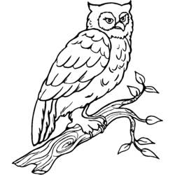 Disegno Uccello gufo appollaiato su un ramo da colorare