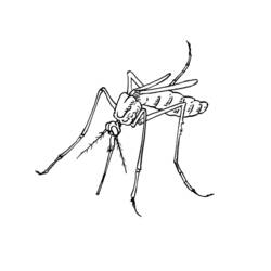 Disegno Zanzara con lunghe zampe e antenne da colorare