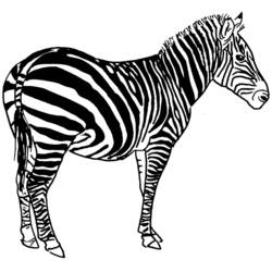 Disegno Zebra in piedi tranquilla da colorare Disegno Zebra in piedi tranquilla da colorare