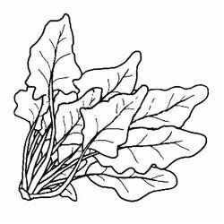 Disegno Mazzo di foglie di spinaci da colorare Disegno Mazzo di foglie di spinaci da colorare