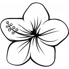 Disegno Fiore di ibisco con cinque petali da colorare Disegno Fiore di ibisco con cinque petali da colorare