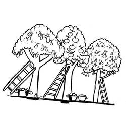 Disegno Tre alberi da frutto pronti per il raccolto da colorare Disegno Tre alberi da frutto pronti per il raccolto da colorare