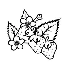 Disegno Fragole con foglie e fiori da colorare Disegno Fragole con foglie e fiori da colorare
