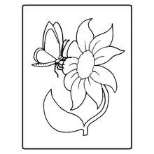 Disegno Farfalla posata su un grande fiore da colorare