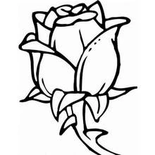 Disegno Rosa in fiore da colorare