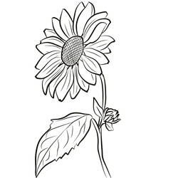 Girasole - Disegni da colorare gratuiti