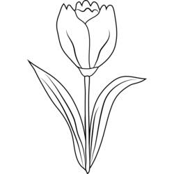Disegno Tulipano in piena fioritura da colorare