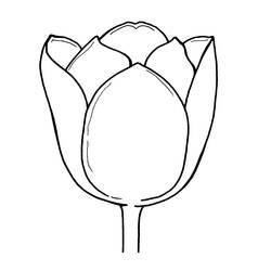 Disegno Tulipano in primo piano da colorare
